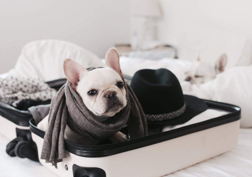 Moving Overseas – How To Move Overseas With Pets Moving Overseas - How To Move Overseas With Pets